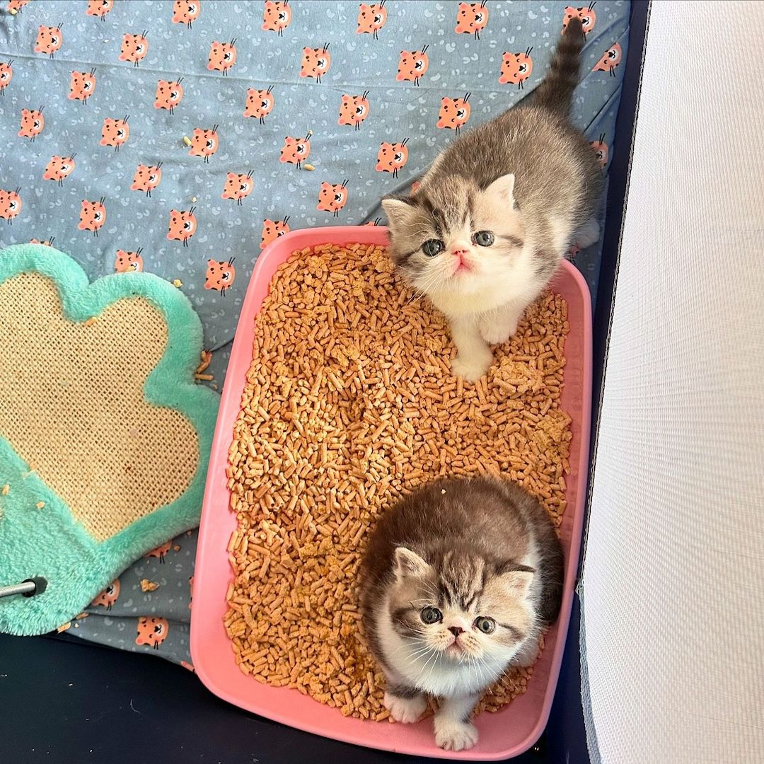 Exotic Shorthair Kitten (männlich): Fibie sucht eine neue Familie