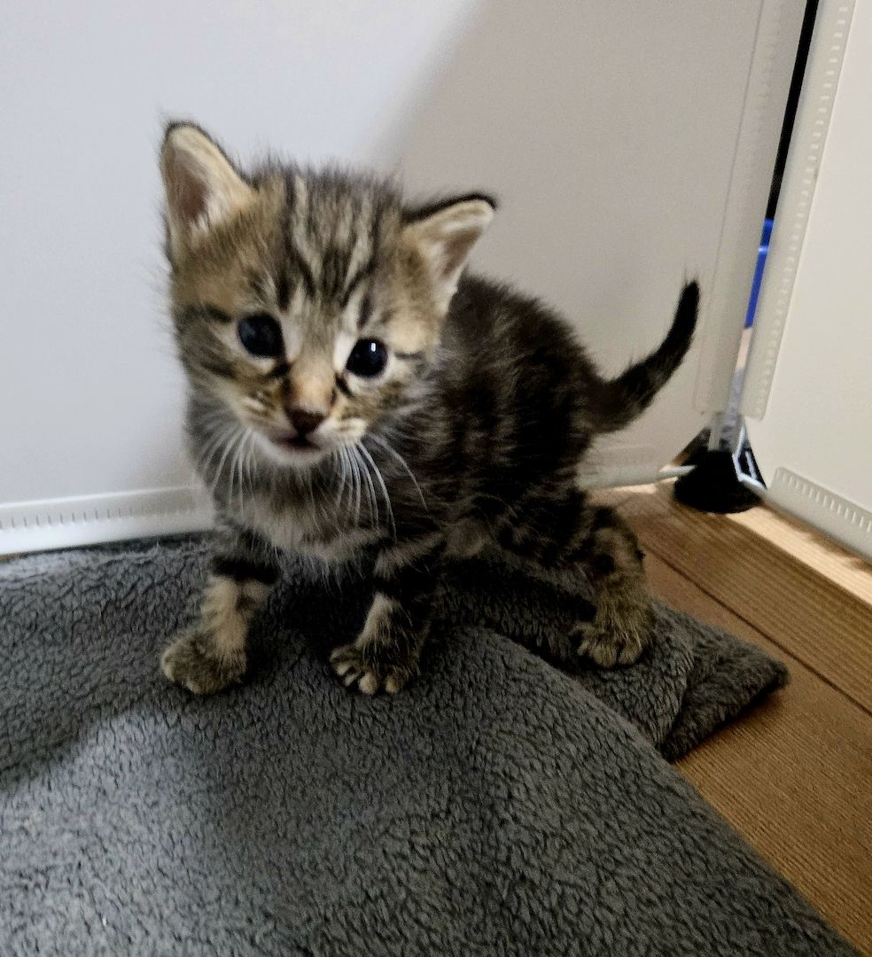 Baby kitten