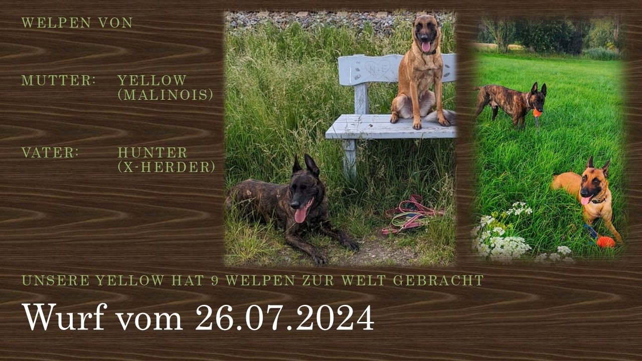Malinois Welpen (Malinois / X- Herder)