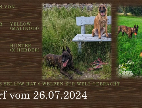 Malinois Welpen (Malinois / X- Herder)