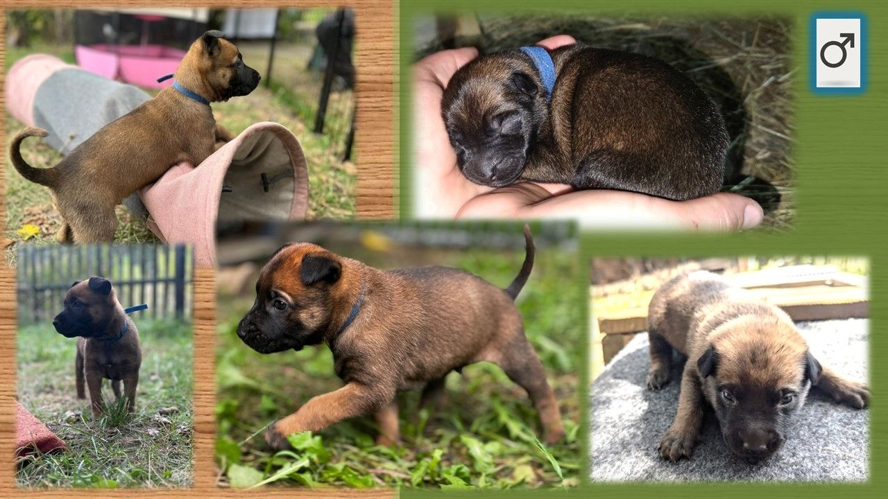 Malinois Welpen (Malinois / X- Herder)