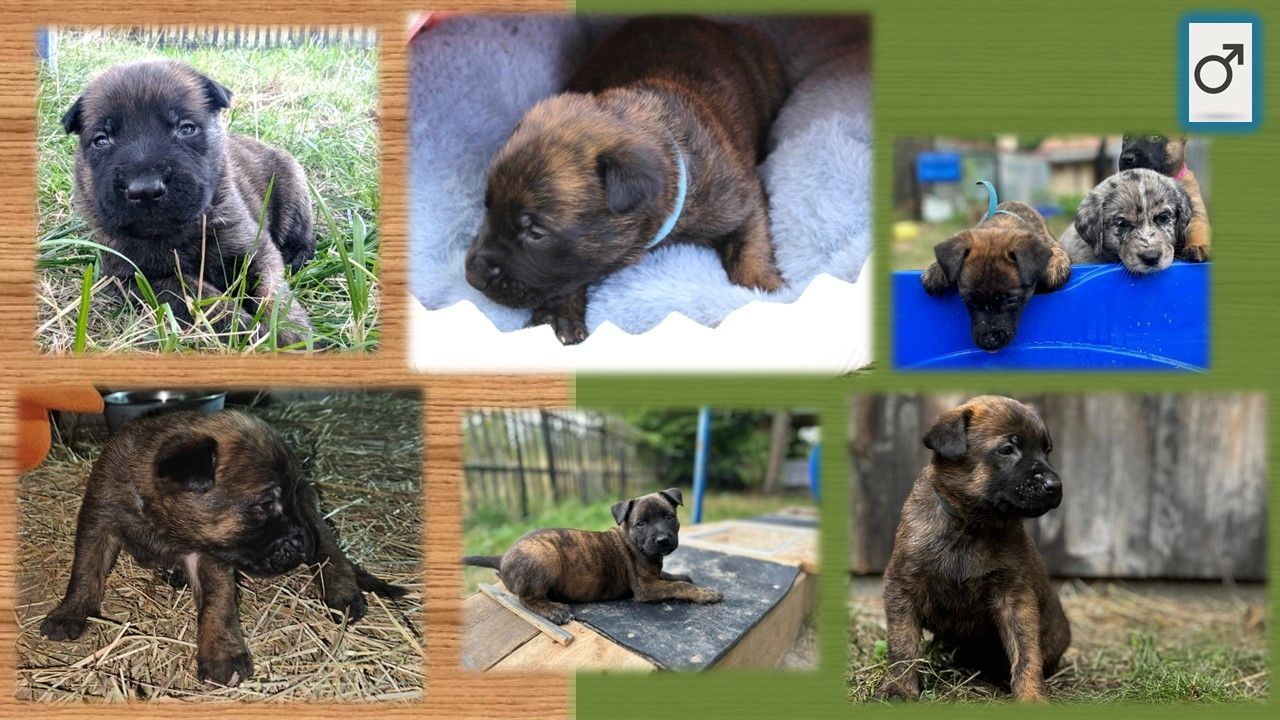 Malinois Welpen (Malinois / X- Herder)