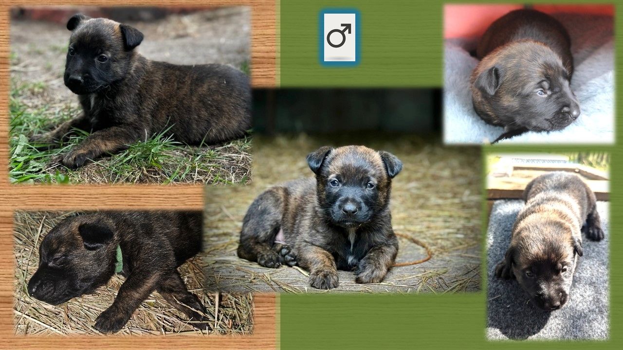 Malinois Welpen (Malinois / X- Herder)