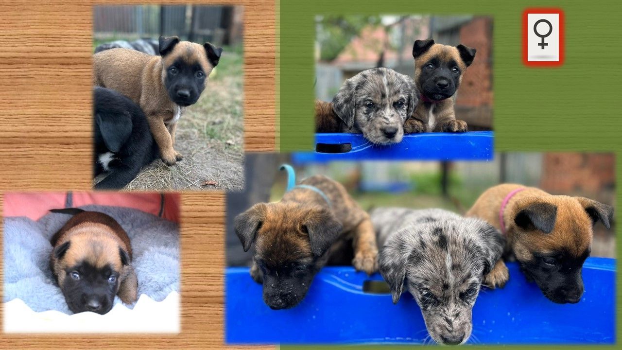 Malinois Welpen (Malinois / X- Herder)