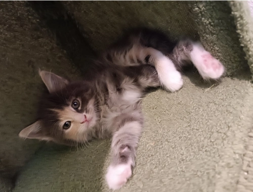 Maine Coon Kitten