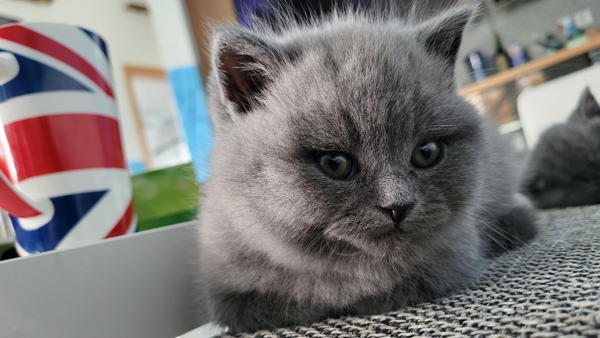 Britisch kurzhaar Babys