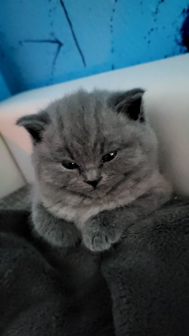 Britisch kurzhaar Babys