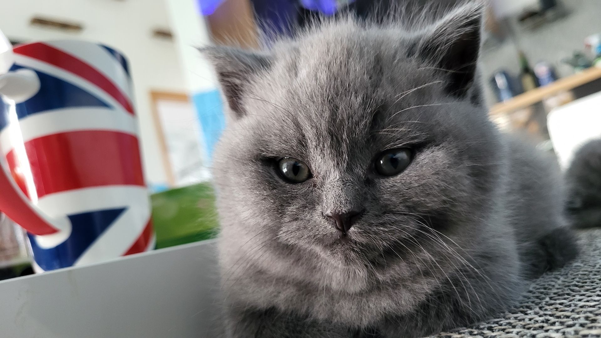 Britisch kurzhaar Babys