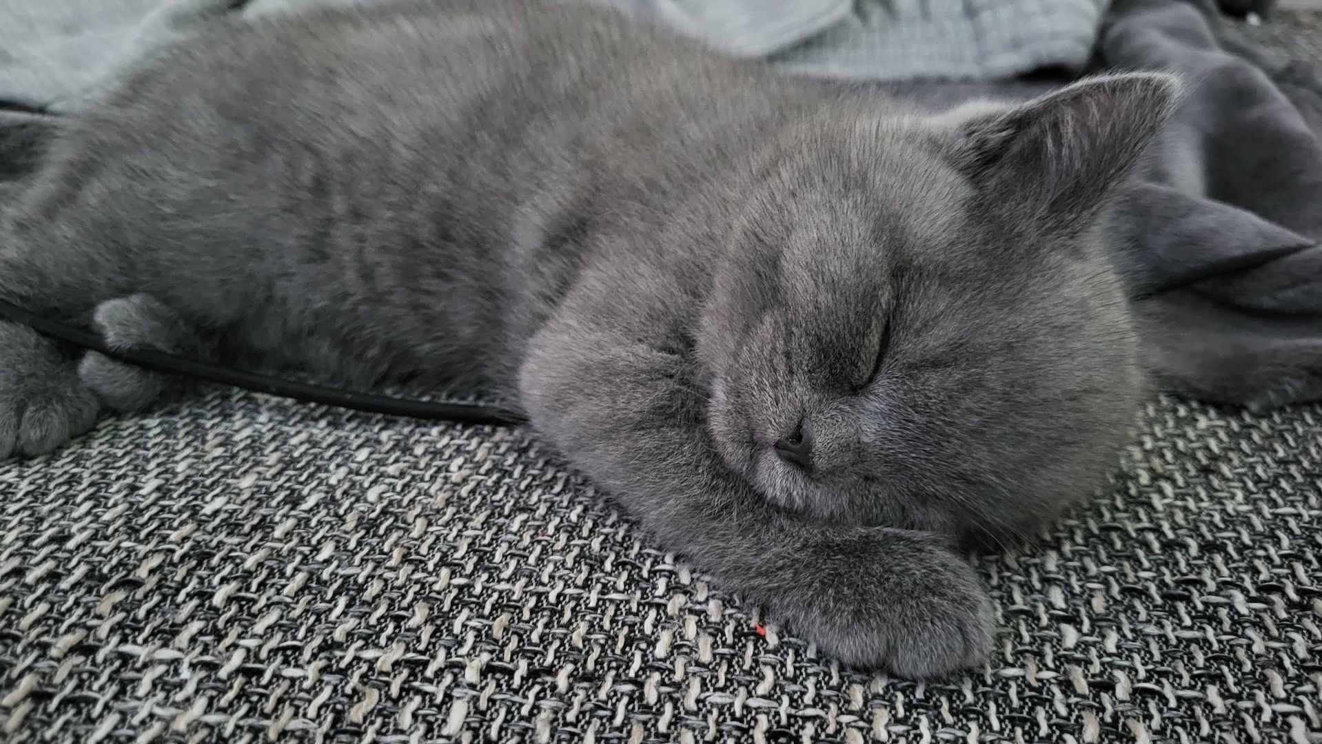 Britisch kurzhaar Babys