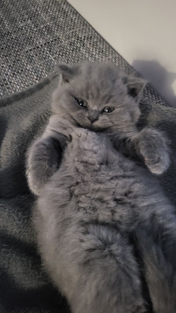 Britisch kurzhaar Babys