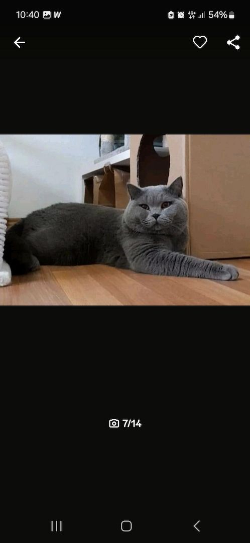 Britisch kurzhaar Babys