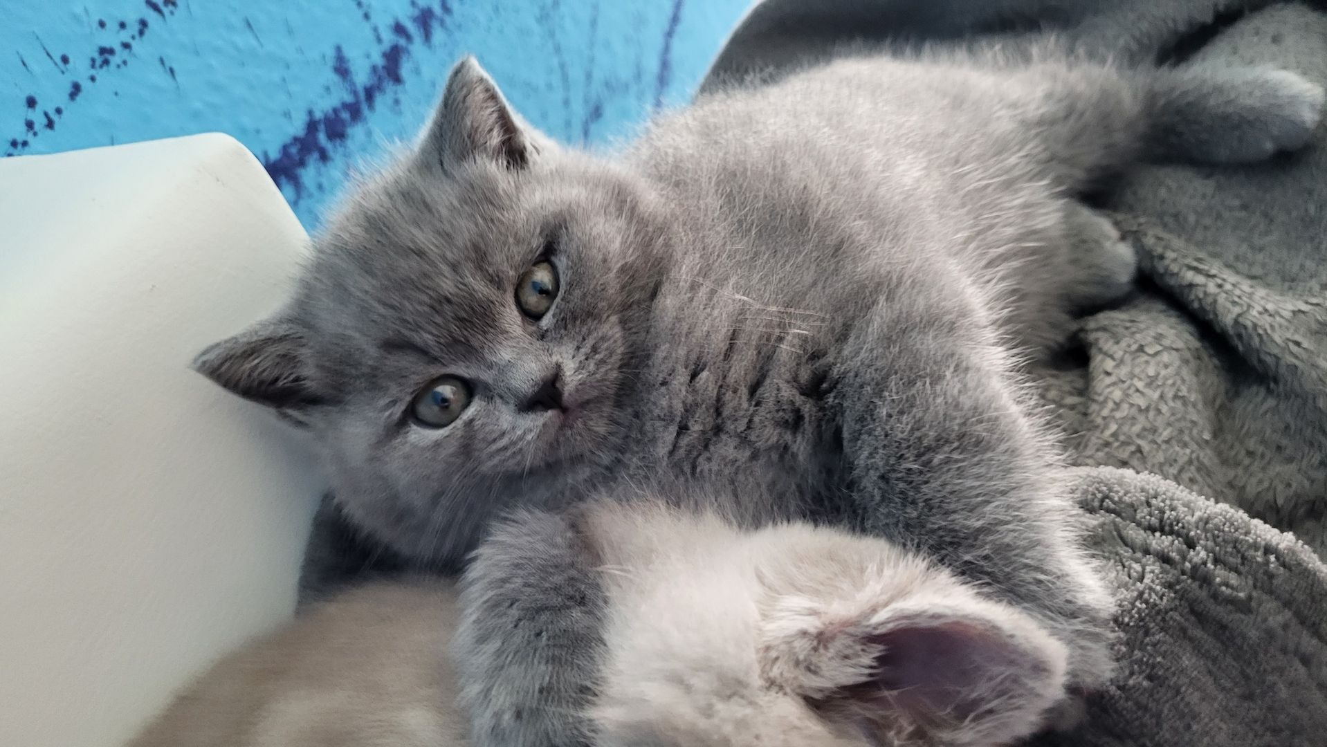 Britisch kurzhaar Babys