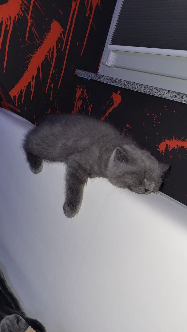 Britisch kurzhaar Babys