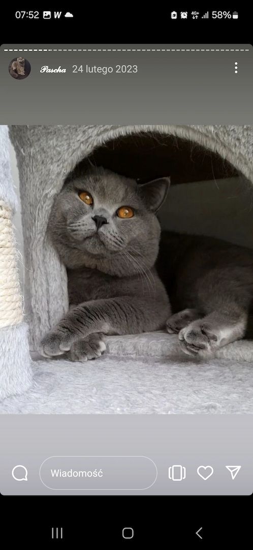 Britisch kurzhaar Babys