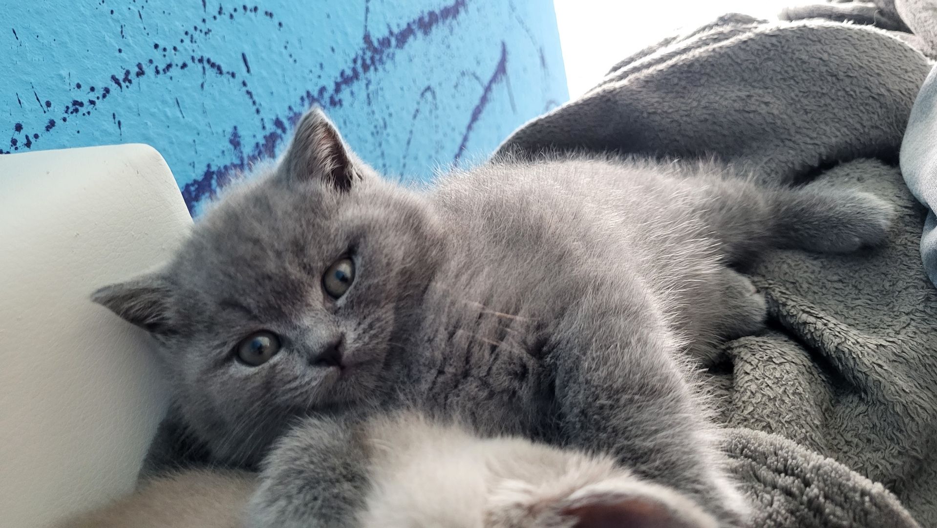 Britisch kurzhaar Babys