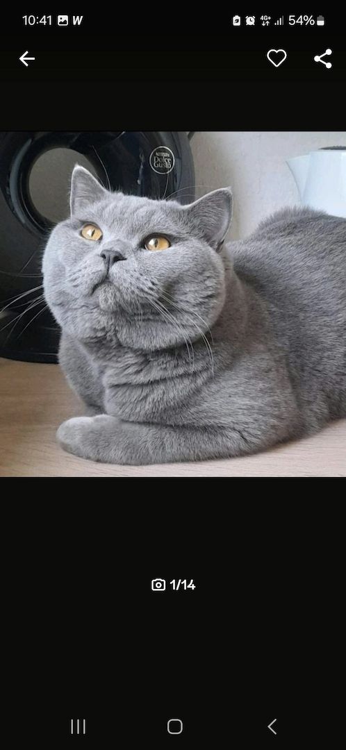 Britisch kurzhaar Babys