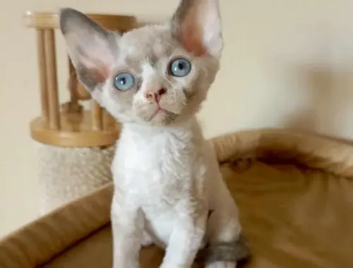 Süße Devon Rex Kätzchen