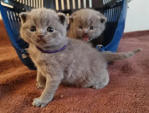 Süße Scottish Fold-Kätzchen