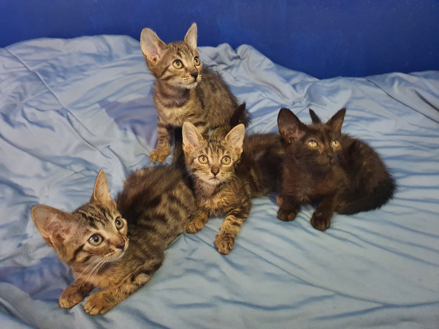 Bengal Mix abzugeben 