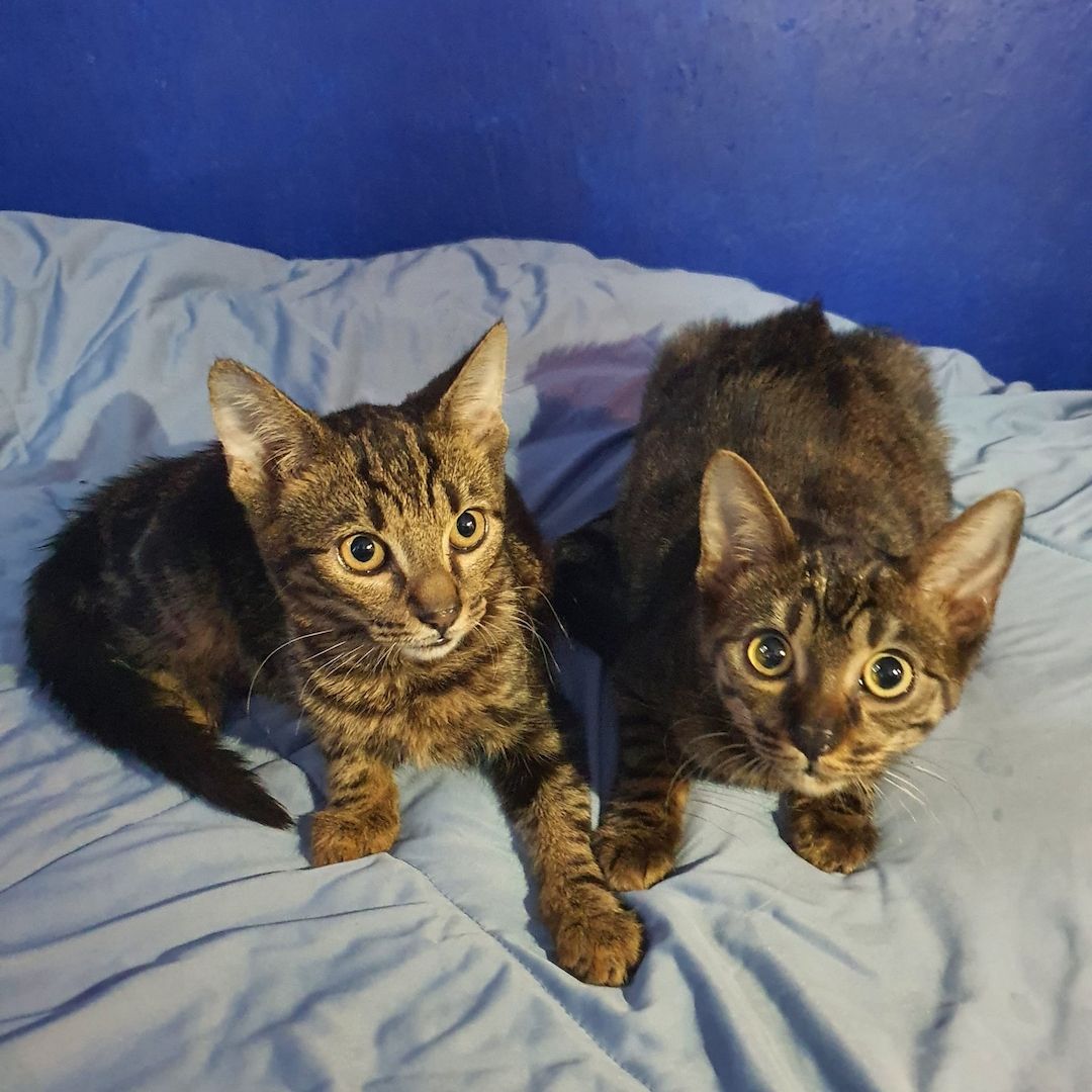 Bengal Mix abzugeben 