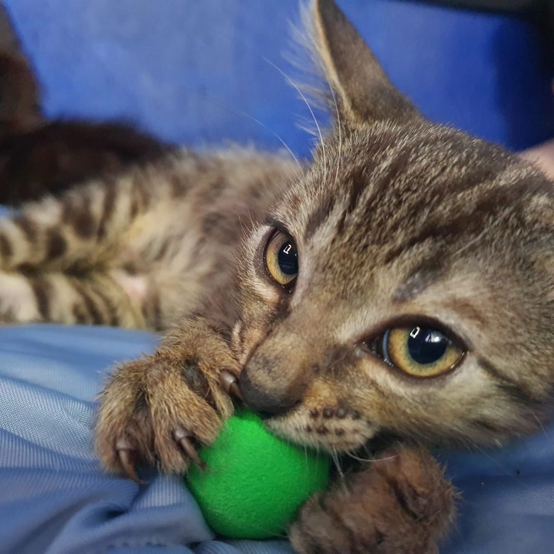 Bengal Mix abzugeben 