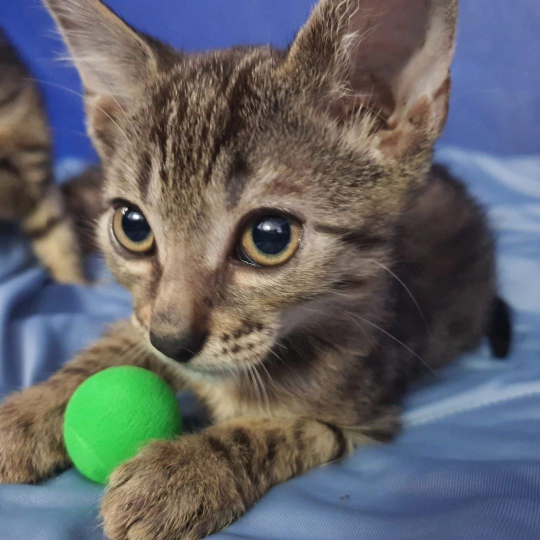 Bengal Mix abzugeben 