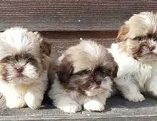 Shih Tzu--WHATSAPP: +4368120926227