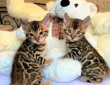 Wunderschöne Bengal Katzenbabys