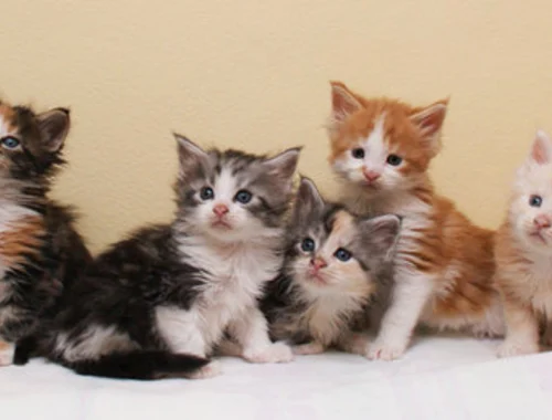 Maine Coon-WHATSAPP: +4368120926227