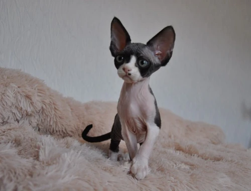 Wunderschöne Devon Rex Kätzchen