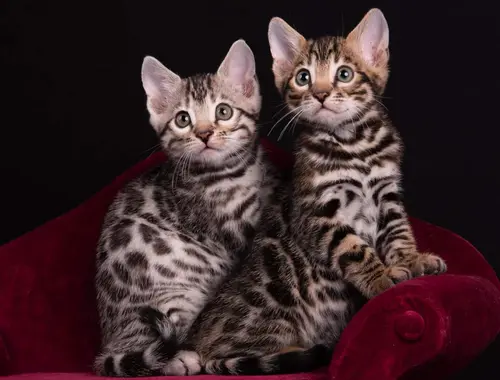 Wunderschöne Bengal kätzchen