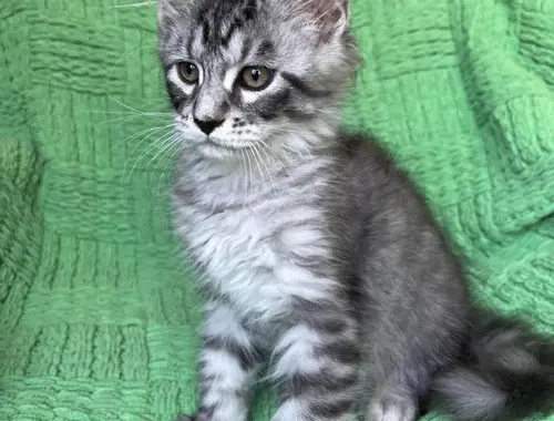 Schöne Maine Coon Kätzchen