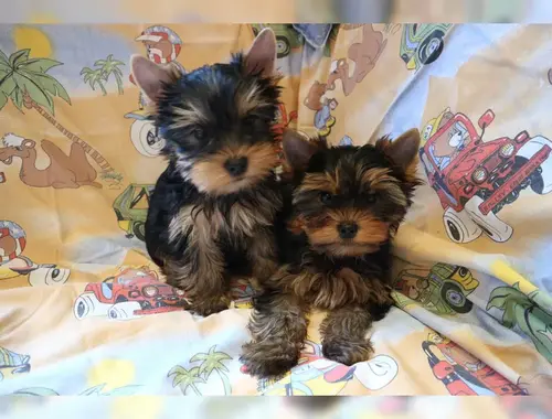 Yorkshire Terrier 12 Wochen mit Papieren