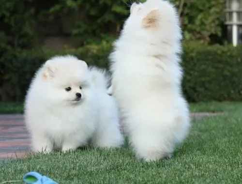 Zwergspitz Pomeranian Welpen mit VDH Papieren