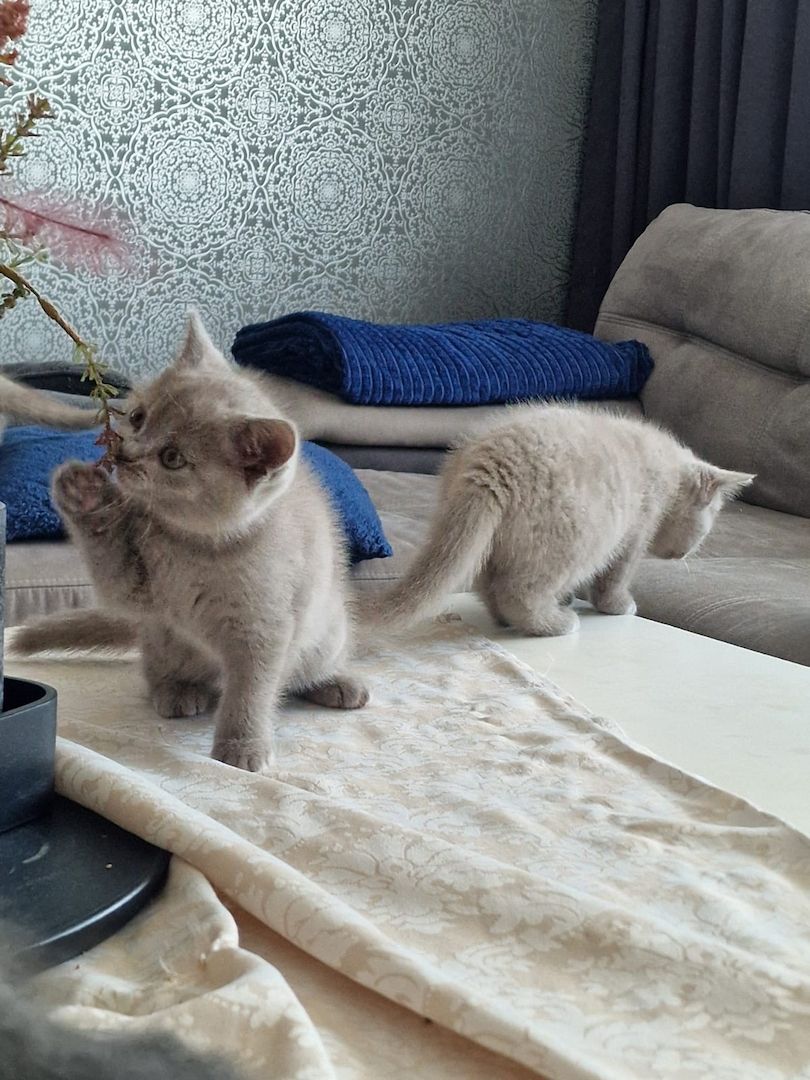 BKH kitten reinrassig