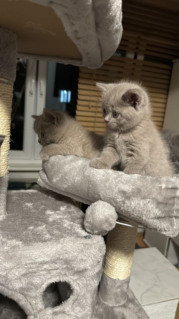 BKH kitten reinrassig