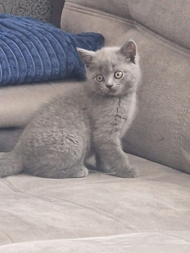 BKH kitten reinrassig