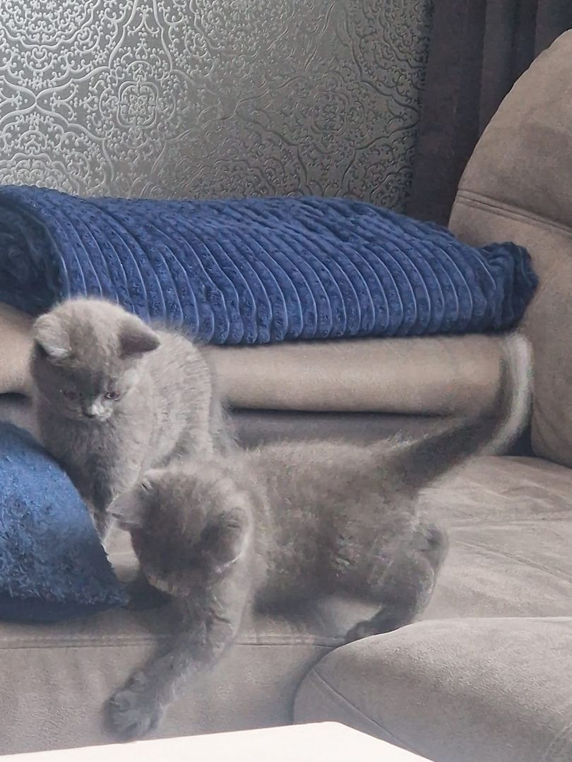 BKH kitten reinrassig