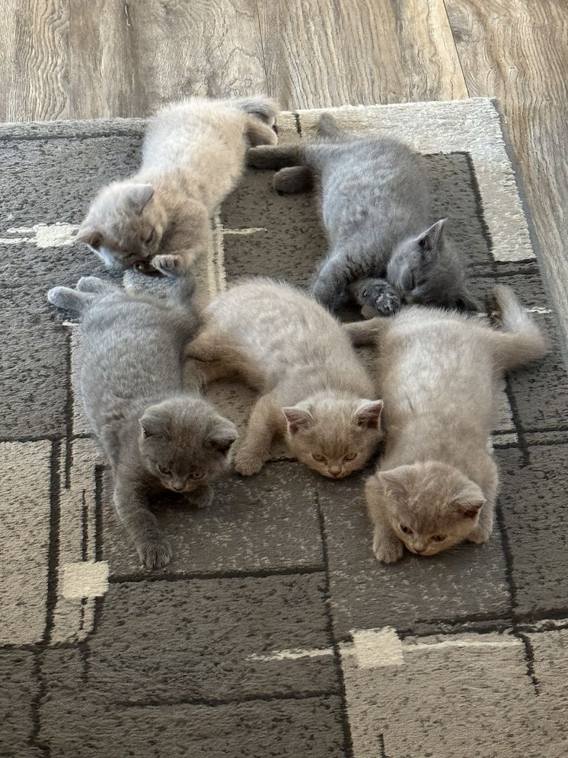 BKH kitten reinrassig