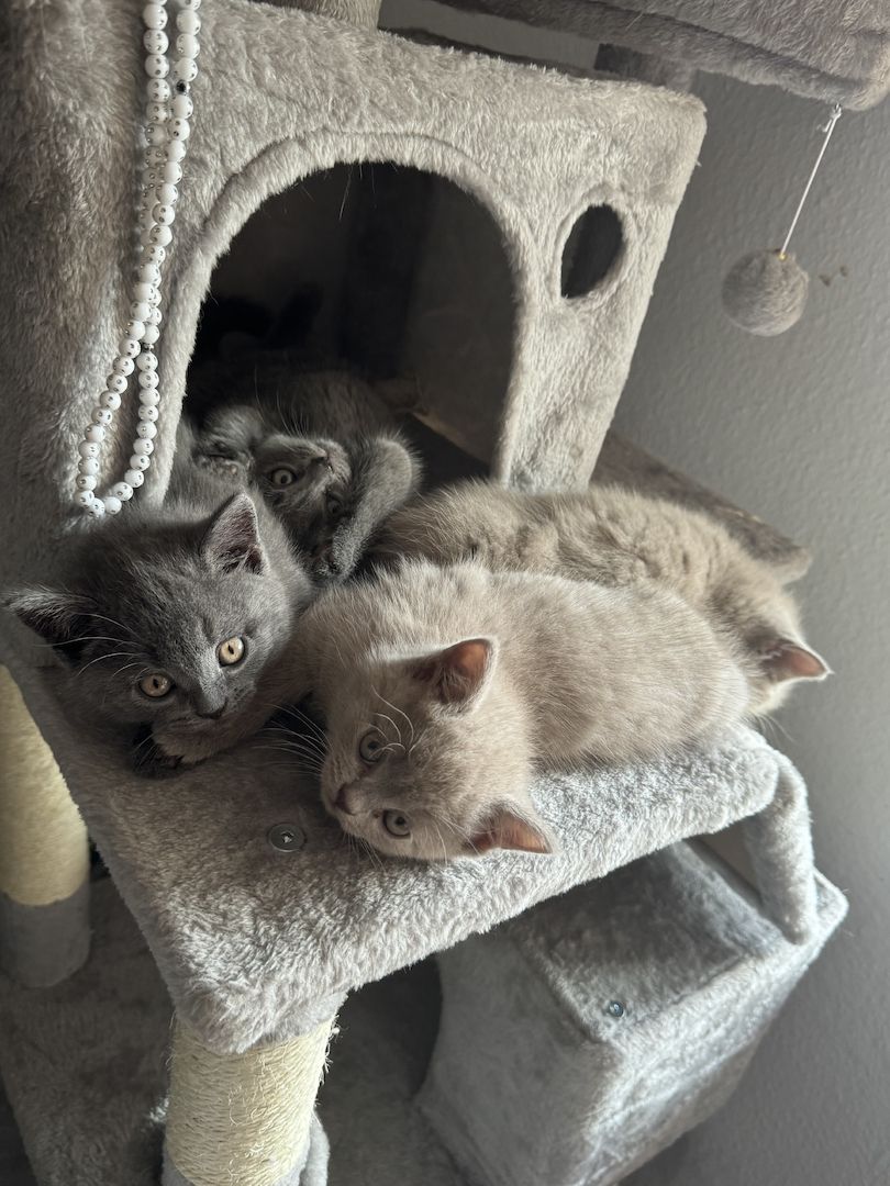 BKH kitten reinrassig