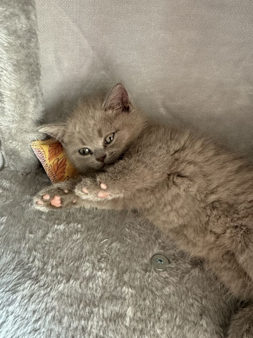 BKH kitten reinrassig