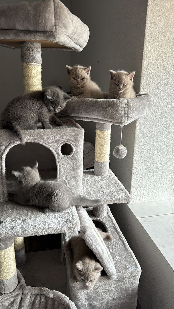 BKH kitten reinrassig