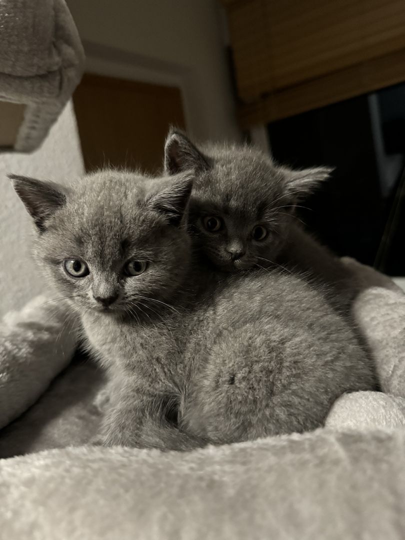 BKH kitten reinrassig