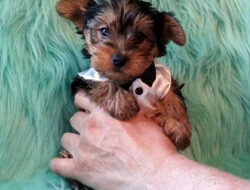 Yorkshire Terrier 12 Wochen mit Papieren ,