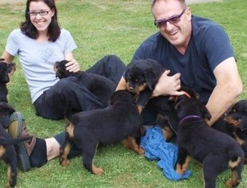 Reinrassiges Rottweiler welpen ,