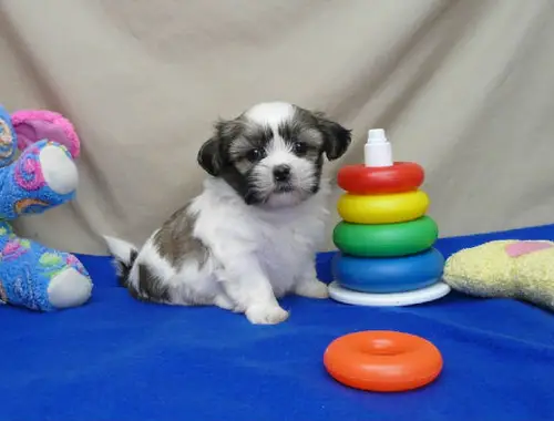 Shih Tzu-,,