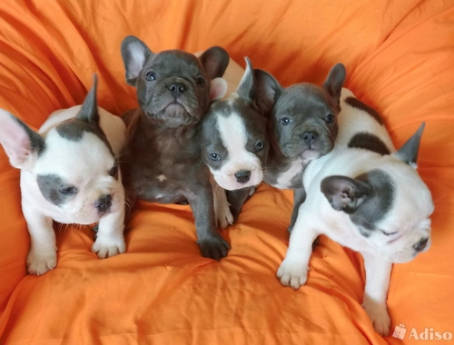 Französische Bulldogge Welpen Blue / Blau. ,,