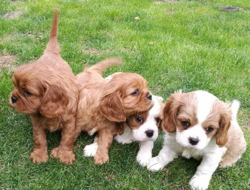 SuperCavalier-King-Charles Spaniel mit Papieren