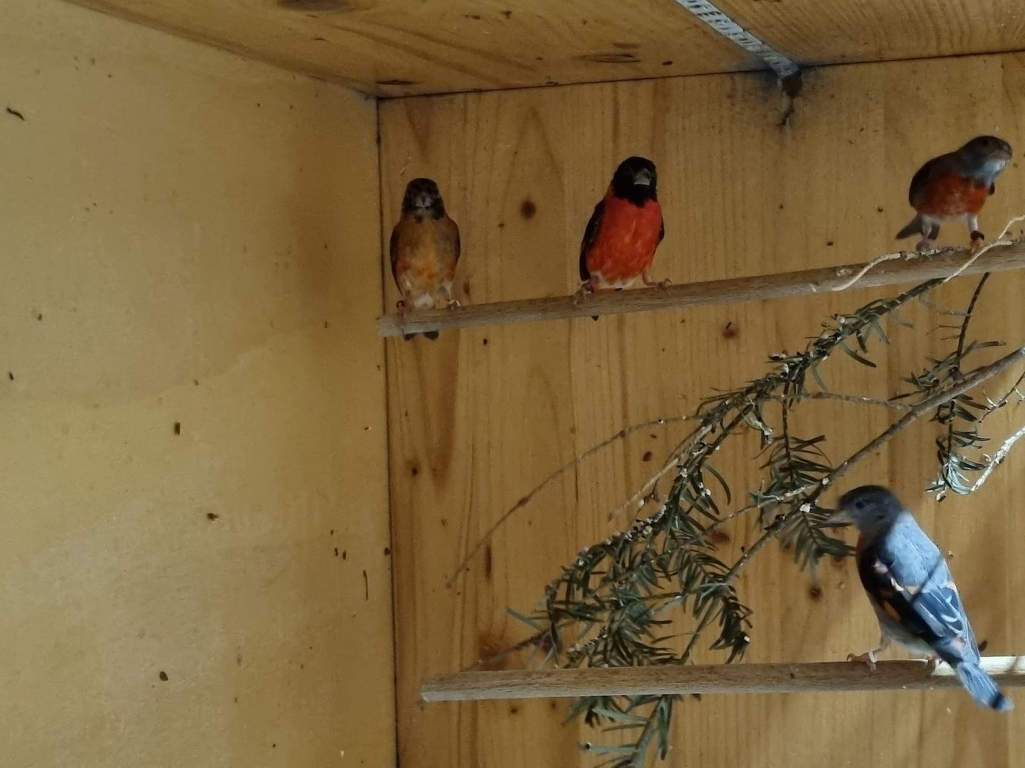 *Wunderschöne verschiedeneVögel zu Verkaufen*