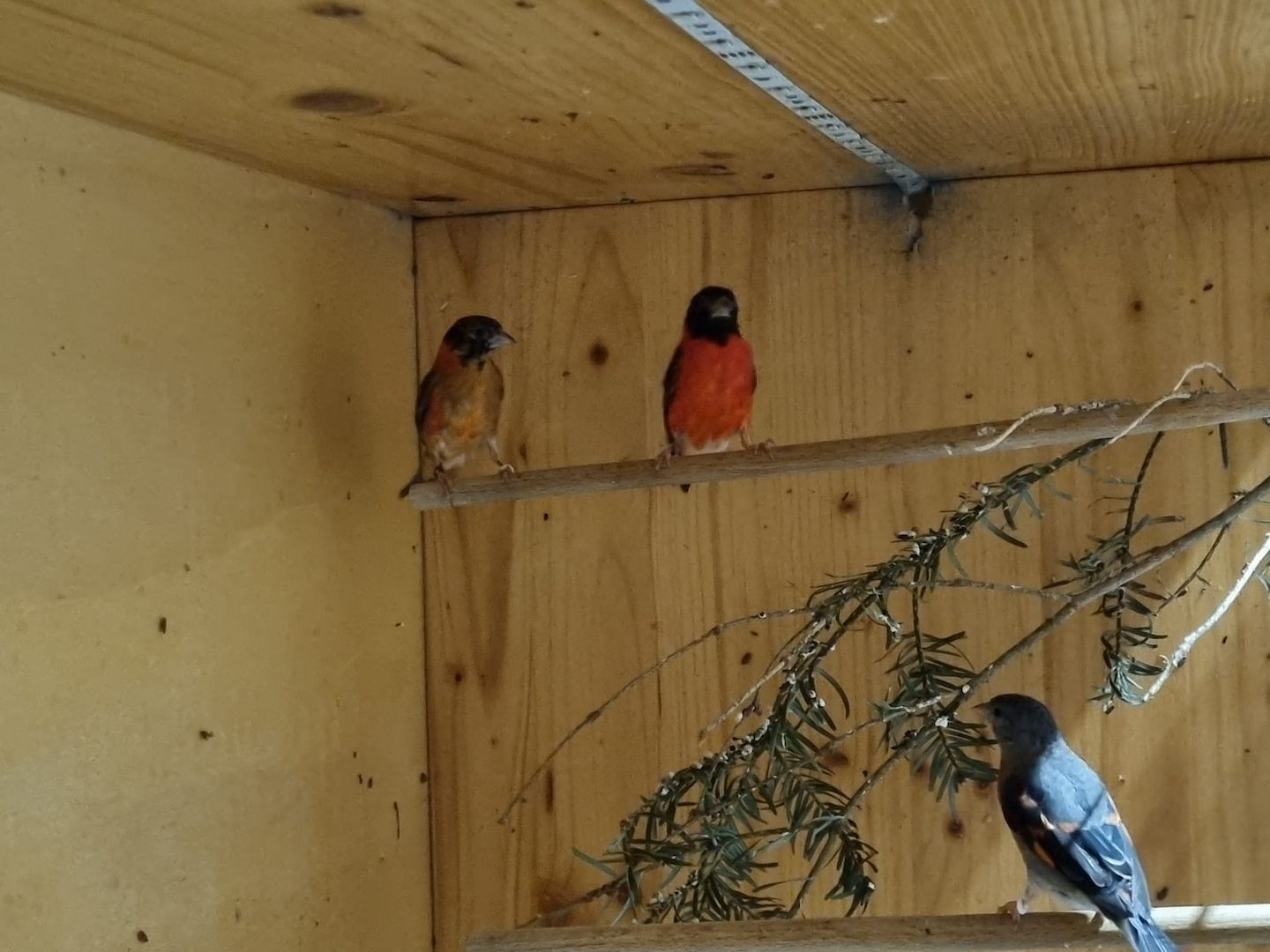 *Wunderschöne verschiedeneVögel zu Verkaufen*